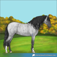 Horse Color:Blue Roan 