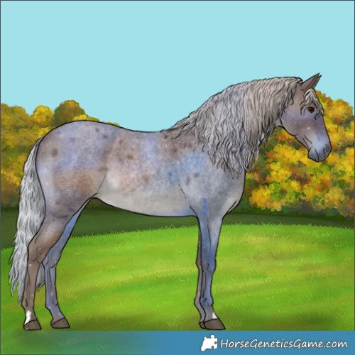 Horse Color:Silver Blue Roan 