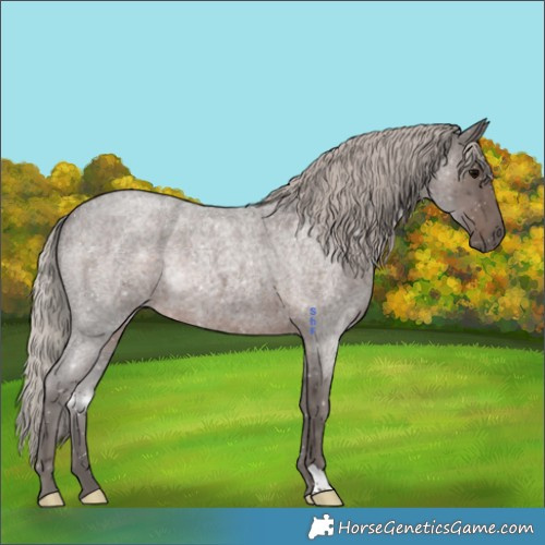 Horse Color:Silver Blue Roan 