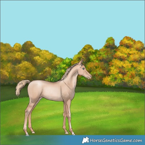 Horse Color:Gold Champagne Pearl Rabicano  and Gold Champagne Pearl Rabicano 
