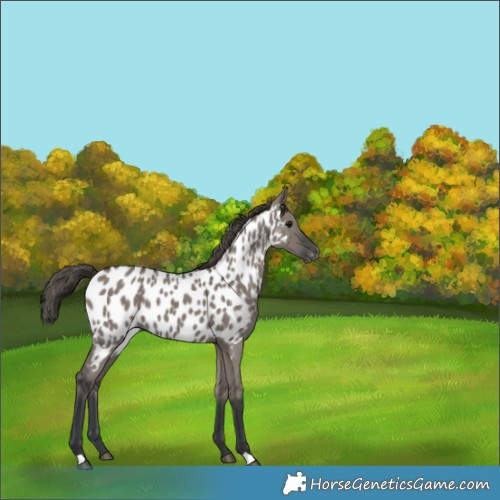 Horse Color:Grullo Appaloosa 