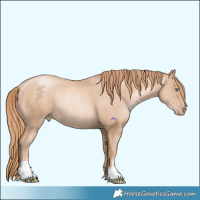 Horse Color:Gold Champagne Pearl Rabicano and Gold Champagne Pearl Rabicano