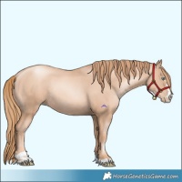 Horse Color:Gold Champagne Pearl Rabicano  and Gold Champagne Pearl Rabicano 