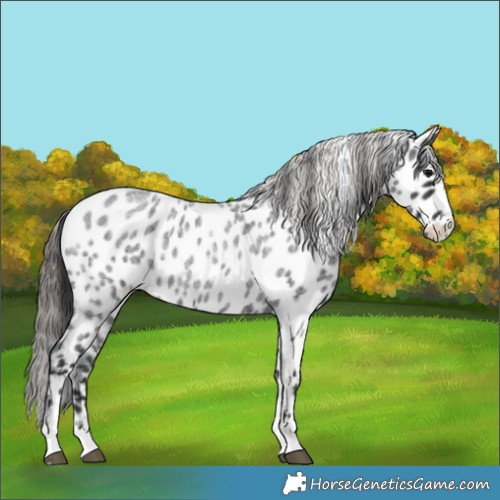 Horse Color:Blue Roan Appaloosa 