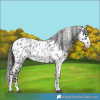 Horse Color:Blue Roan Appaloosa 
