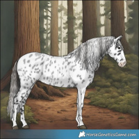 Horse Color:Blue Roan Leopard 