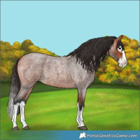 Horse Color:Bay Roan Splash