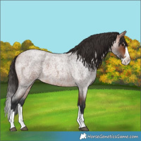 Horse Color:Bay Roan Splash 