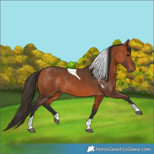 Horse Color:Bay Tobiano 