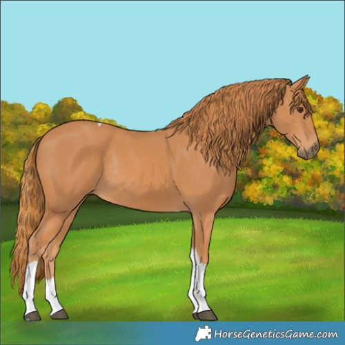Horse Color:Chestnut Tobiano Rabicano 