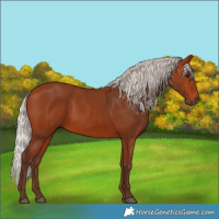 Horse Color:Silver Bay 