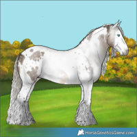Horse Color:Gray White Spotted Silver Brown Dun Splash Tobiano 