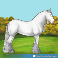 Horse Color:Gray White Spotted Silver Brown Dun Splash Tobiano 
