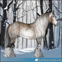 Horse Color:Gray Brown Tobiano Rabicano  and Gray Brown Dun Splash 
