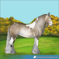 Horse Color:Gray Silver Brown Dun Splash Tobiano and Silver Buckskin Dun Splash Tobiano