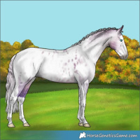 Horse Color:Gray Watercolor Silver Grullo Splash Tobiano Appaloosa Rabicano 