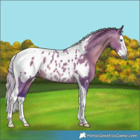 Horse Color:Gray Watercolor Silver Grullo Splash Tobiano Appaloosa Rabicano 