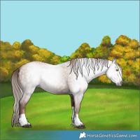Horse Color:Gray Liver Chestnut Pearl Tobiano 