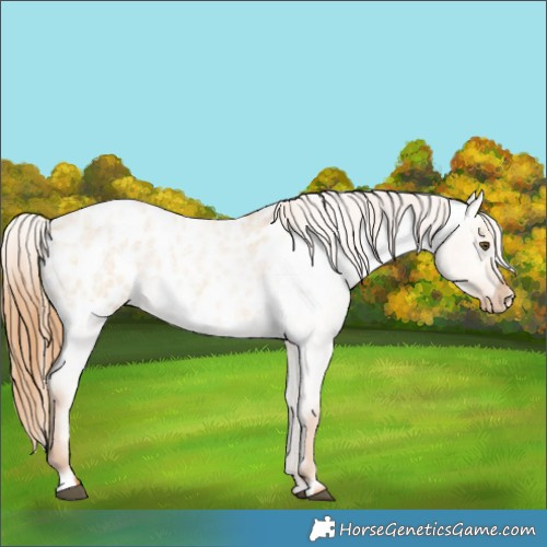 Horse Color:Red Dun Roan Appaloosa 