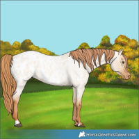 Horse Color:Red Dun Roan Appaloosa 