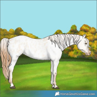 Horse Color:Red Dun Roan Appaloosa 