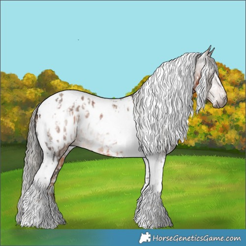 Horse Color:Gray Chocolate Palomino Tobiano Appaloosa and Liver Red Dun Tobiano Appaloosa