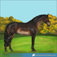 Horse Color:Gray Brown 