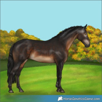 Horse Color:Gray Brown