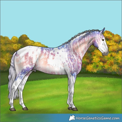 Horse Color:Gray Silver Bay Dun Splash Tobiano  and Watercolor Silver Brown Onyx Splash Tobiano Appaloosa 