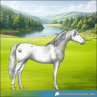 Horse Color:Gray Silver Buckskin Splash Tobiano Appaloosa 
