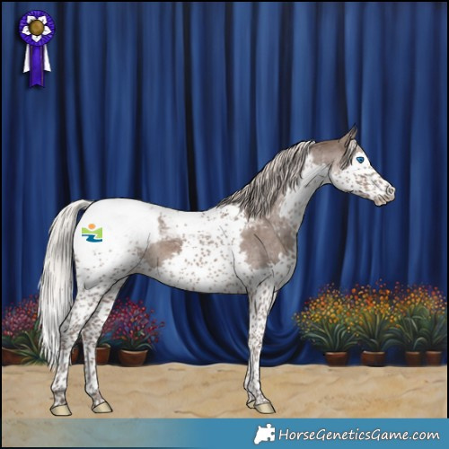 Horse Color:Silver Black Splash Tobiano Appaloosa 