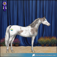 Horse Color:Silver Black Splash Tobiano Appaloosa