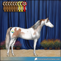 Horse Color:Gray Chestnut Splash Tobiano Appaloosa 