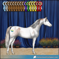 Horse Color:Gray Chestnut Splash Tobiano Appaloosa