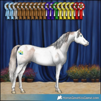 Horse Color:Gray Chestnut Splash Tobiano Appaloosa 