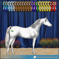 Horse Color:Gray Chestnut Splash Tobiano Appaloosa 