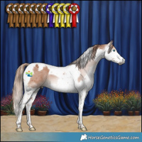 Horse Color:Gray Chestnut Splash Tobiano Appaloosa
