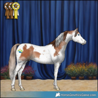 Horse Color:Gray Chestnut Splash Tobiano Appaloosa 