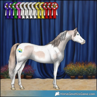 Horse Color:Chestnut Splash Tobiano Appaloosa