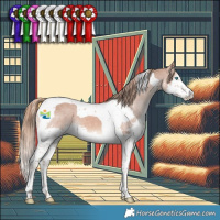 Horse Color:Chestnut Splash Tobiano Appaloosa 