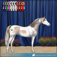 Horse Color:Chestnut Splash Tobiano Appaloosa 