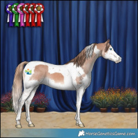 Horse Color:Chestnut Splash Tobiano Appaloosa