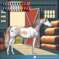 Horse Color:Chestnut Splash Tobiano Appaloosa 