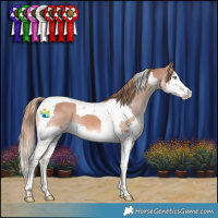 Horse Color:Chestnut Splash Tobiano Appaloosa 
