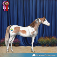 Horse Color:Chestnut Splash Tobiano Appaloosa