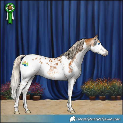Horse Color:Gray Palomino Splash Tobiano Appaloosa 
