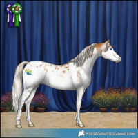 Horse Color:Gray Palomino Splash Tobiano Appaloosa 