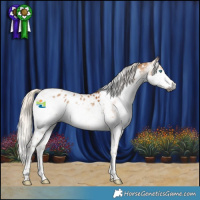 Horse Color:Gray Palomino Splash Tobiano Appaloosa