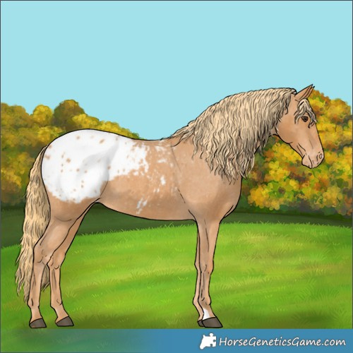 Horse Color:Chestnut Appaloosa 