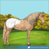 Horse Color:Chestnut Appaloosa 